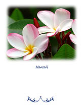 Hawaii Plumeria Flower Greeting Card