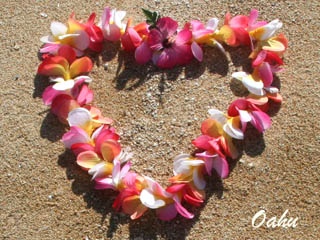 Catalog - Hawaii